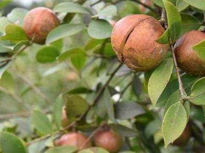 四川特产：荣县油茶